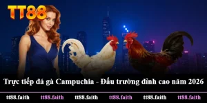 Trực Tiếp Đá Gà Campuchia - Đấu Trường Đỉnh Cao Năm 2026
